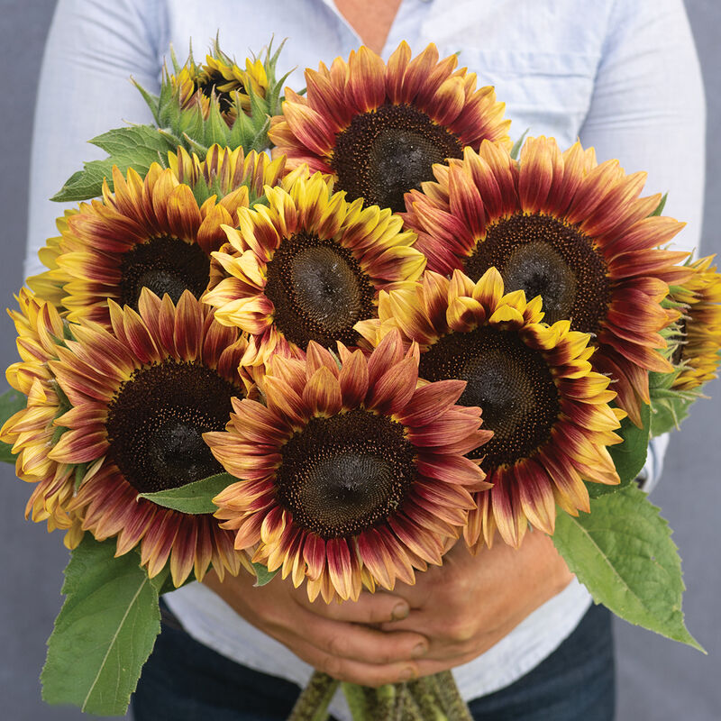 04923_01_desert_sun_sunflower
