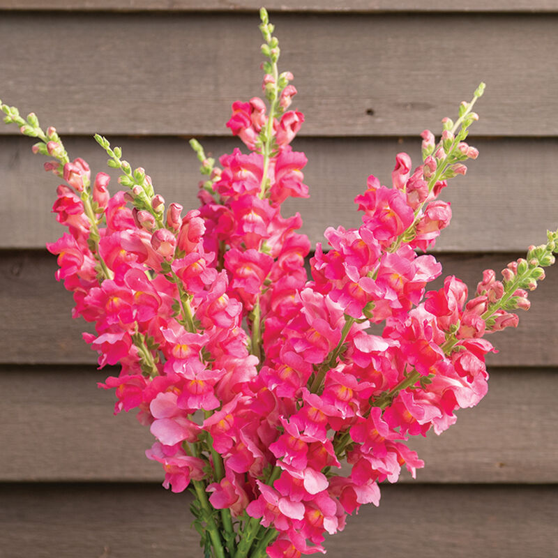 04925_01_costa_deep_rose