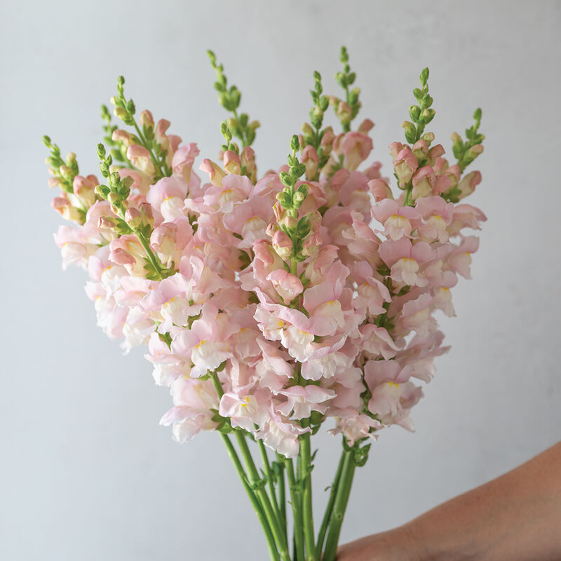 04933_02_avignon_pink_snapdragon