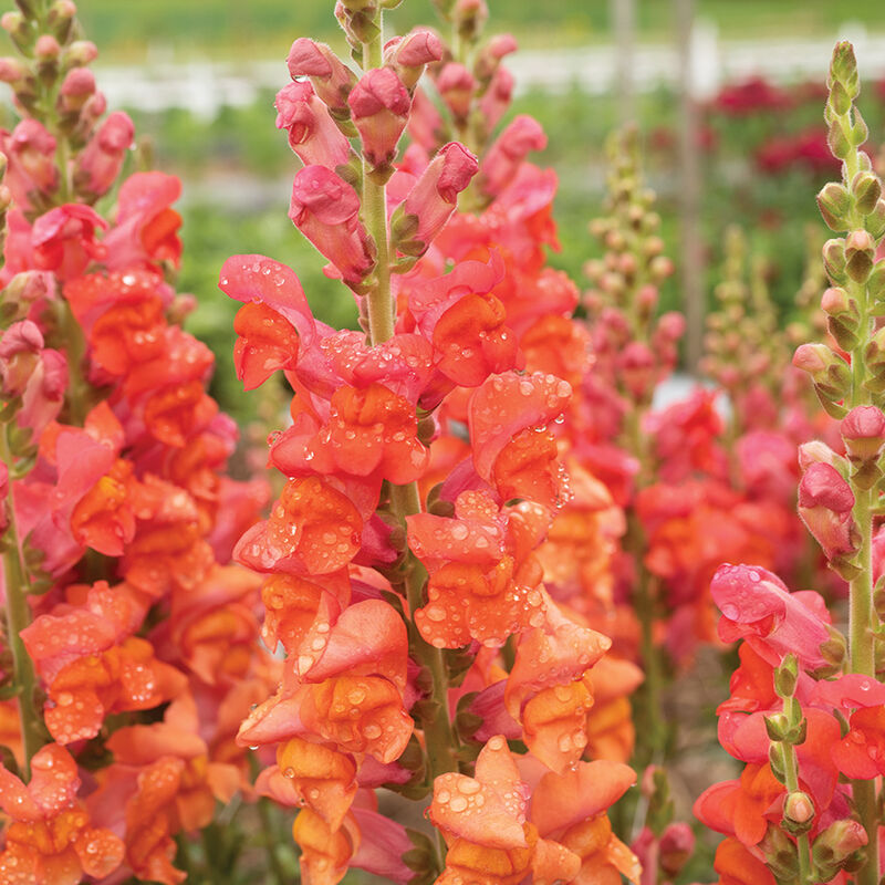 04934p_01_monaco_orange_snapdragon