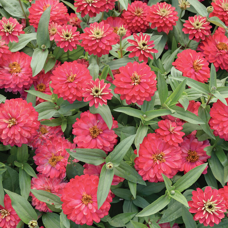 04936_01_double_zahara_salmon_zinnia