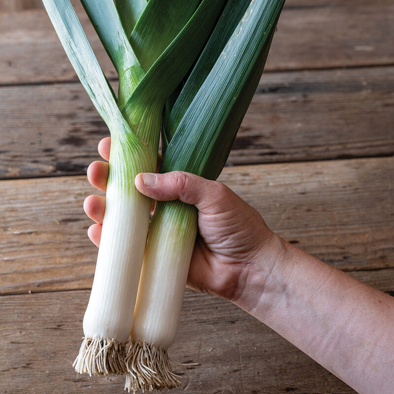 04939g_01_oslo_leek