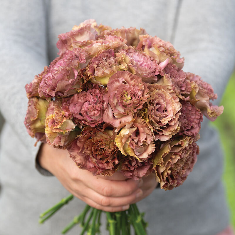 04946p_02_rosanne_2_terracotta_lisianthus