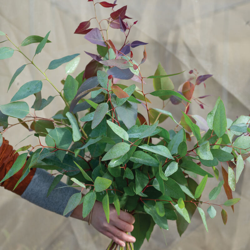 04947_01_e_tereticornis_eucalyptus