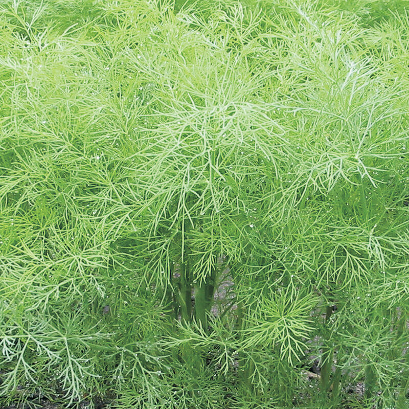 04950_01_greensleeves_dill