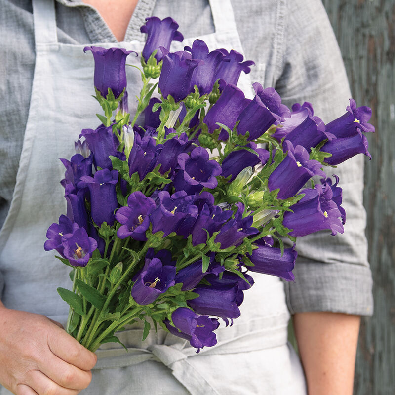 04952p_01_champion_ll_deep_blue_campanula