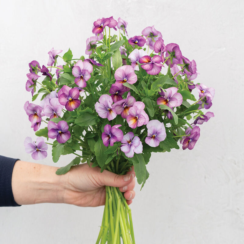 04961_01_floral_power_plum_antique_viola