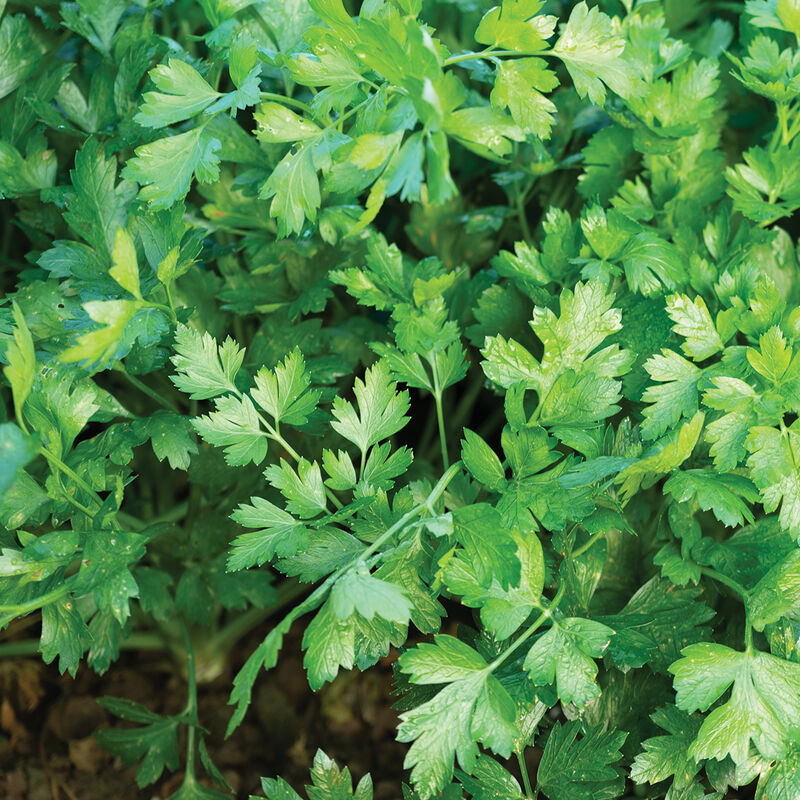 04966_01_topit_parsley