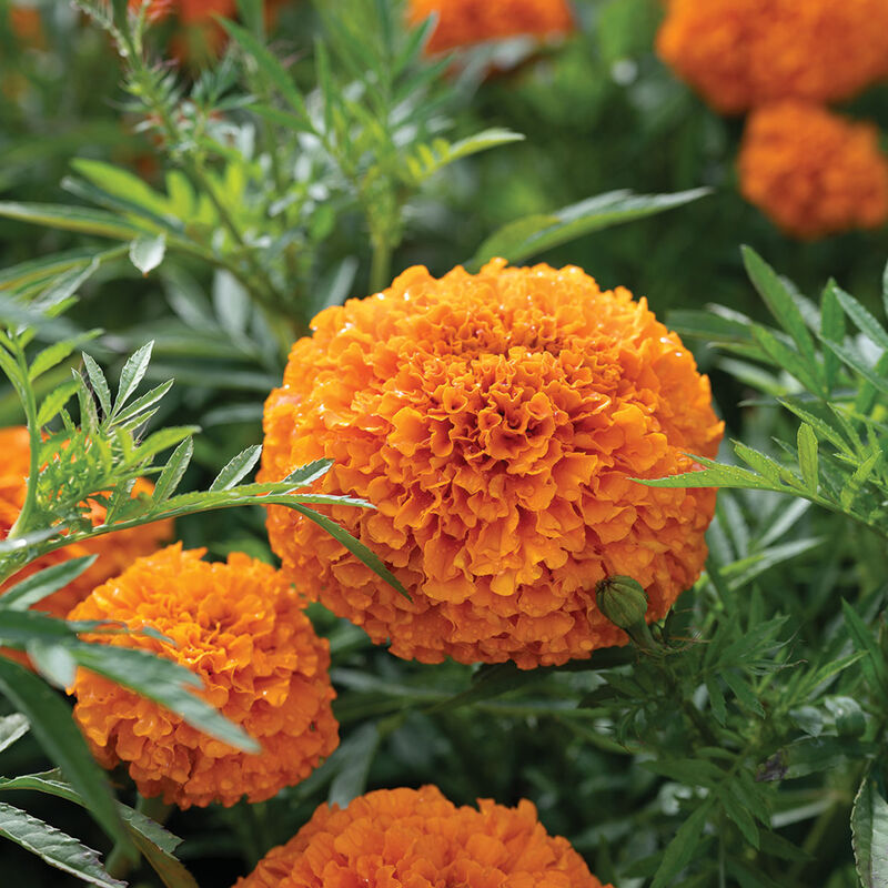 04975_01_coco_deeporange_marigold