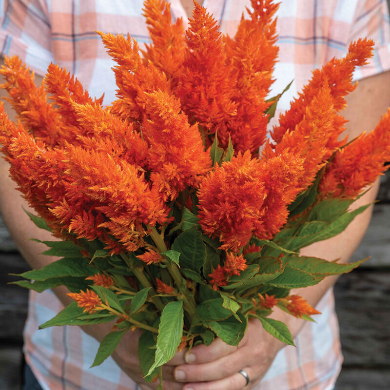 04982_01_sunday_bright_orange_celosia
