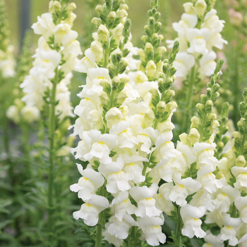 04987_01_avignon_ivory_snapdragon
