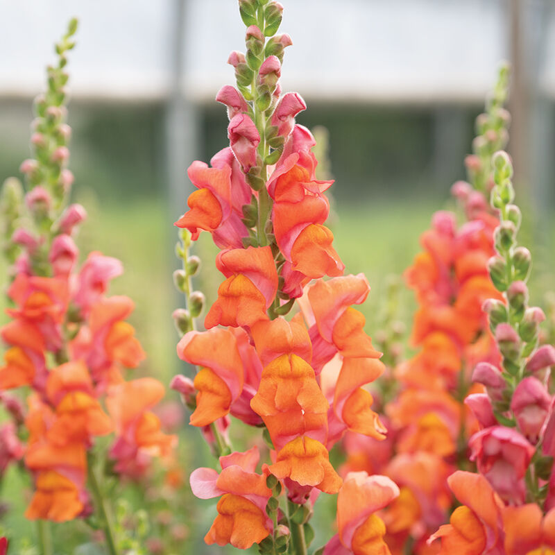 04988_01_avignon_deep_orange_snapdragon