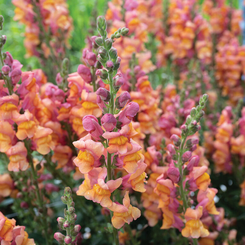 04992_01_cannes_orange_snapdragon
