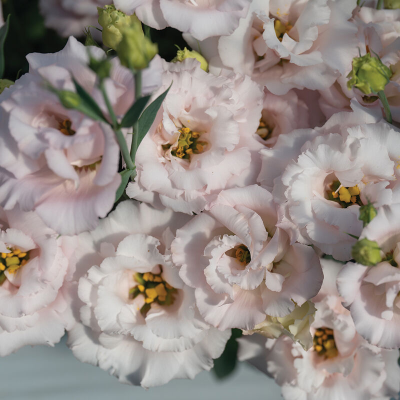 04998p_01_corelli_pink_lisianthus