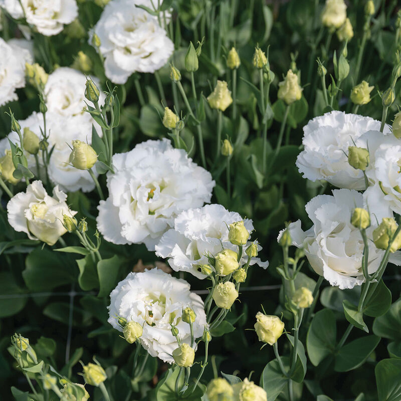 04999p_01_corelli_sugoi_white_lisianthus