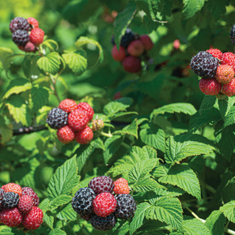 05005_01_tuhi_black_raspberry