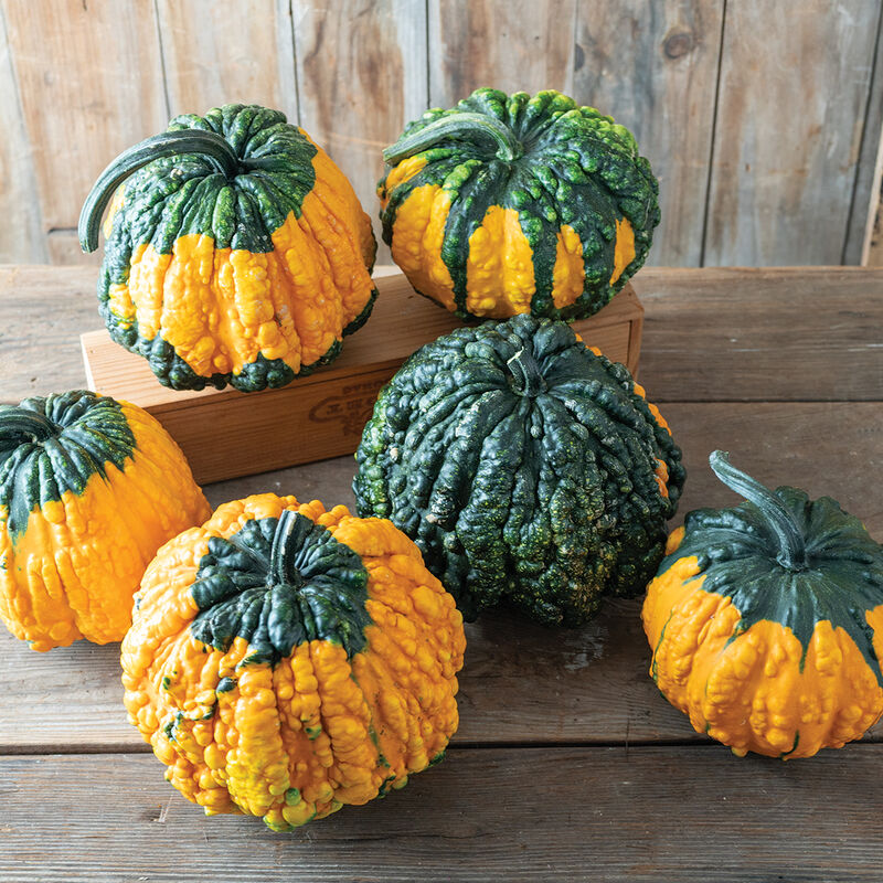 05035_01_hoargarth_gourd