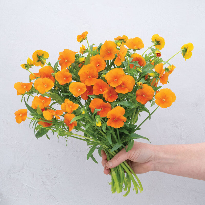 05051_01_sorbe_deep_orange_viola