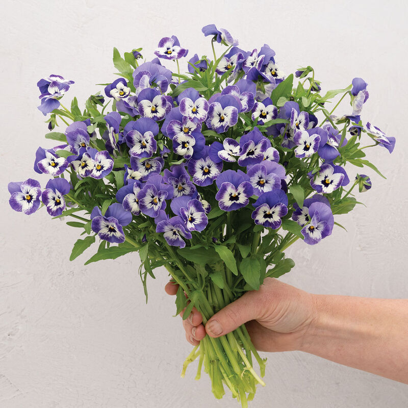 05052_01_sorbet_delft_blue_viola