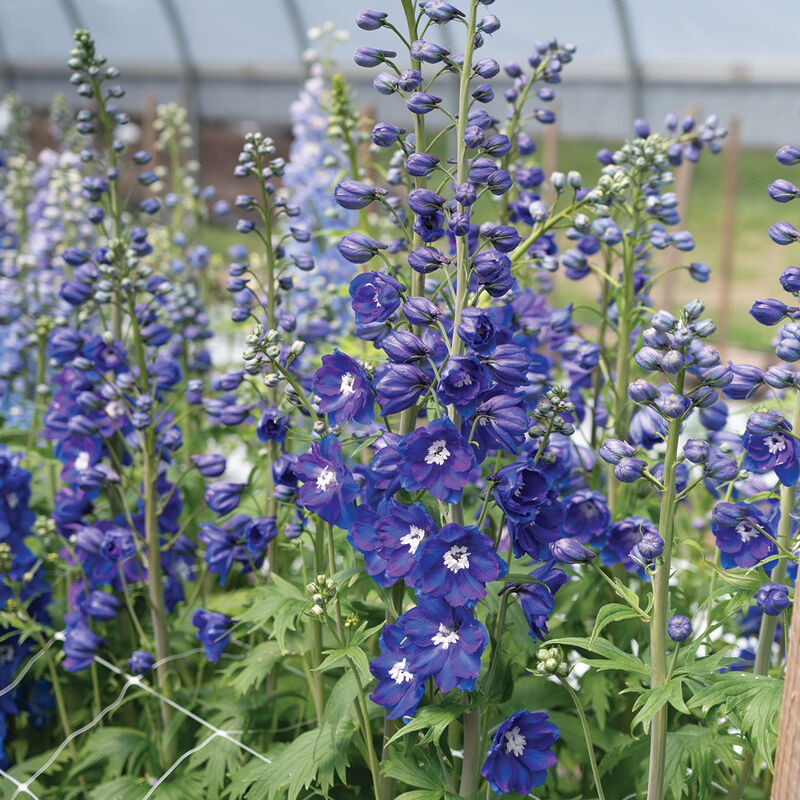 05054_01_guardina_blue_delphinium