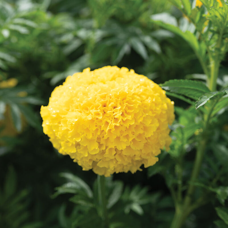 05062_01_coco_yellow_marigold