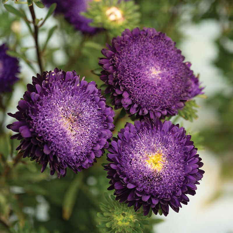 05063_01_azumi_xl_blue_aster
