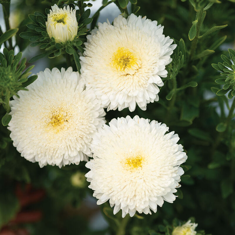 05064_01_azumi_xl_white_aster