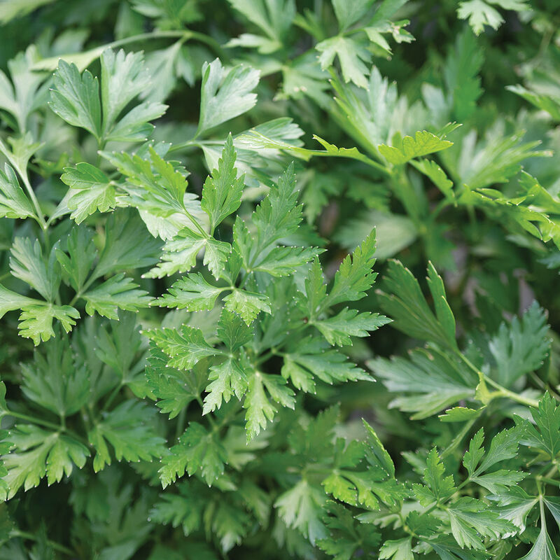 05065g_01_splendid_parsley