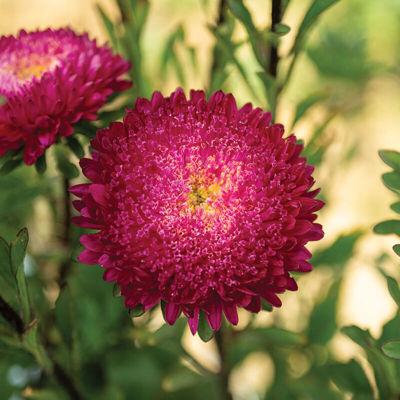 05072_01_azumi_xl_rose_aster