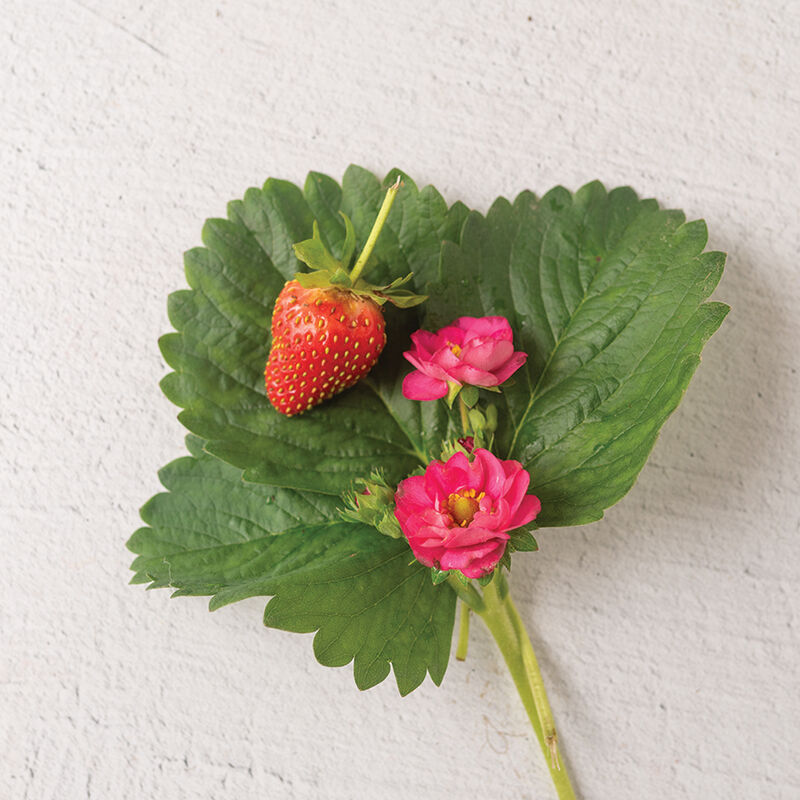 05076_01_summer_breeze_cherry_blossom_strawberry