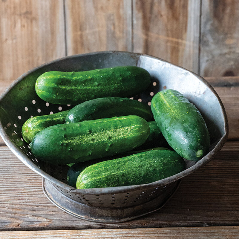 05133_01_gershwin_cucumber