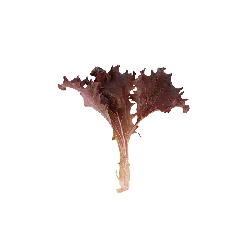 05153g_01_catalina_lettuce
