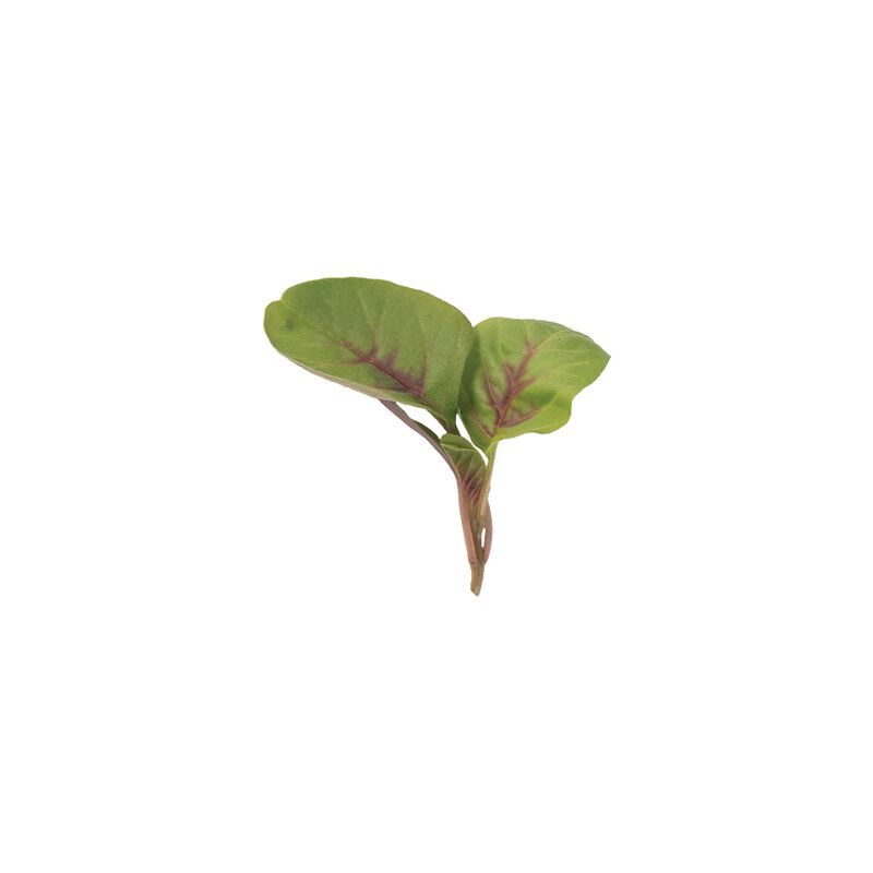 0516_03_redleafvegamaranth