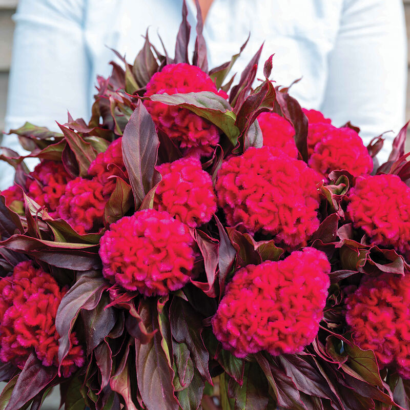05177_01_prince_rose_celosia
