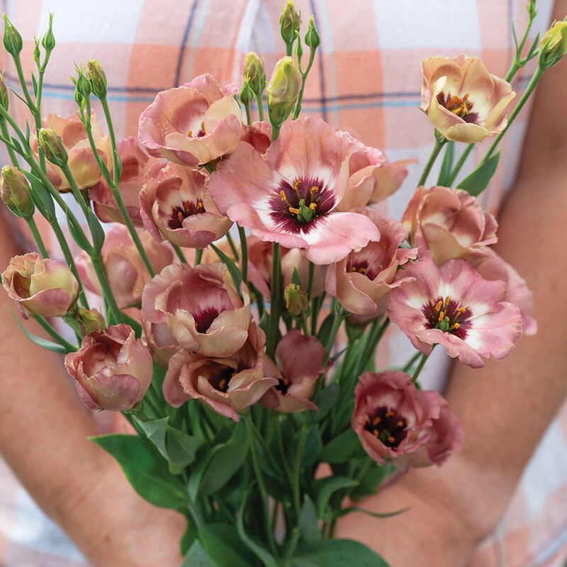 05178p_01_pucchino_choco_3_lisianthus