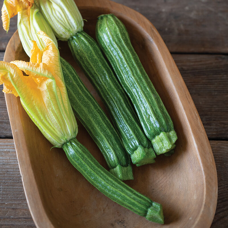 05179_01_sophy_squash