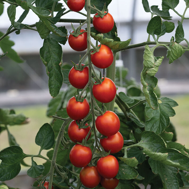 05185g_01_attracta_tomato