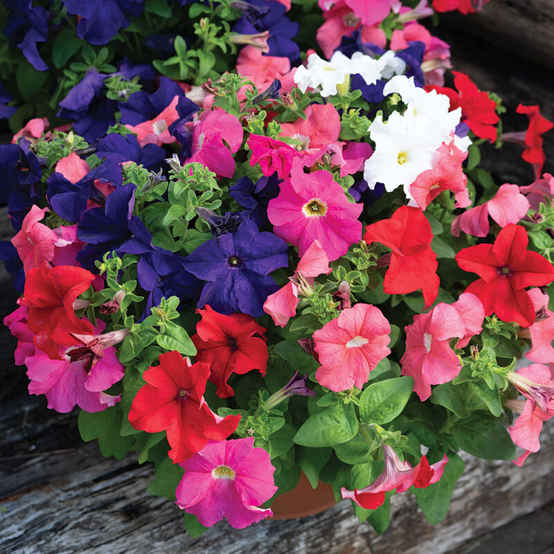 05188p_01_dreams_mix_petunia