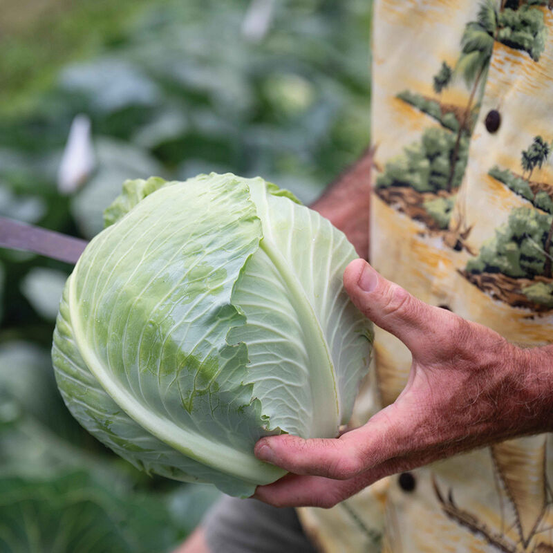 05195_01_bronco_cabbage