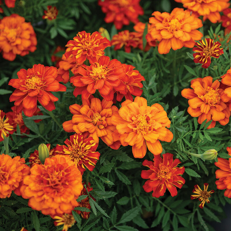 05204_01_durango_red_marigold