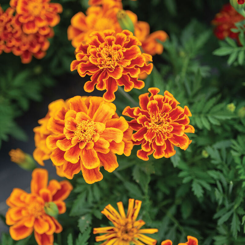 05205_01_durango_flame_merigold