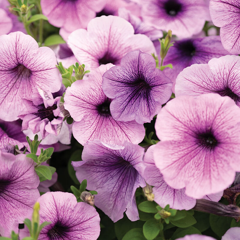 05220p_01_easy_wave_plum_vein_petunia