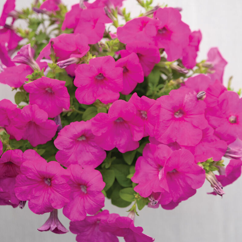 05221p_01_easy_wave_neon_rose_petunia