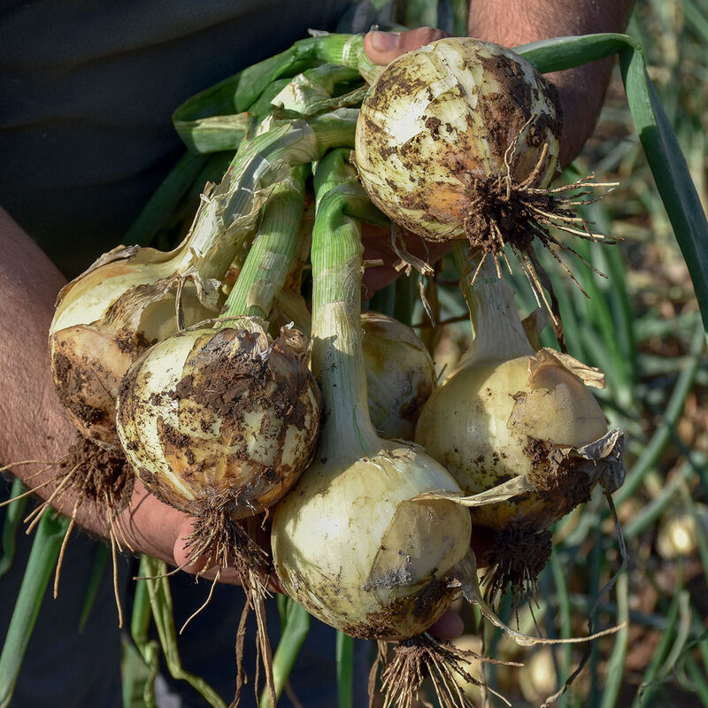 05230_01_maragogi_vendor_onion