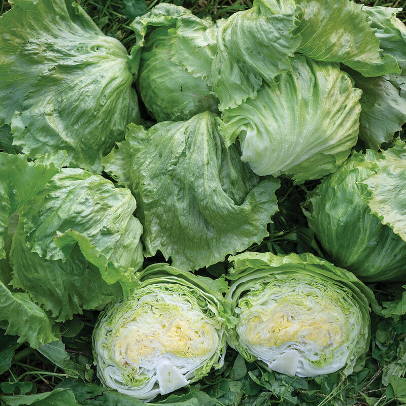05232jp_01_pint_size_lettuce