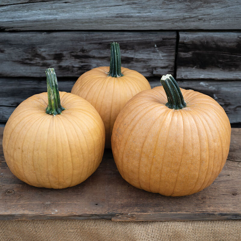 05233_01_spicy_mocha_pumpkin