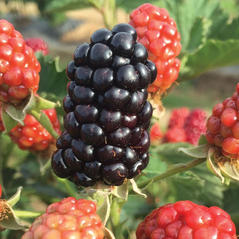 05235_01_caddo_vendor_blackberry