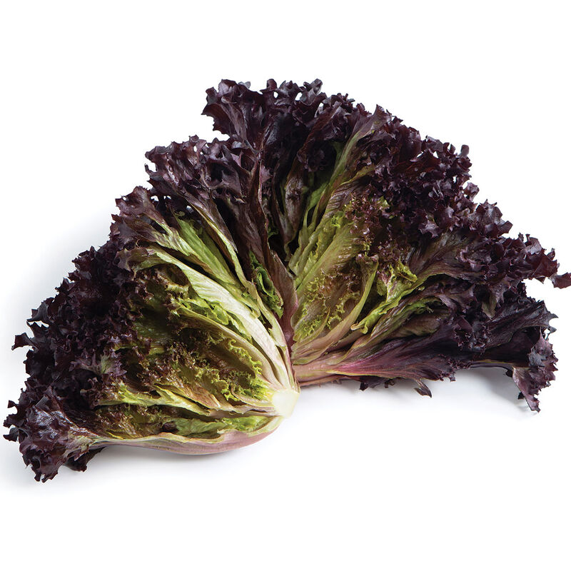 05241jp_01_sunagri_vendor_lettuce