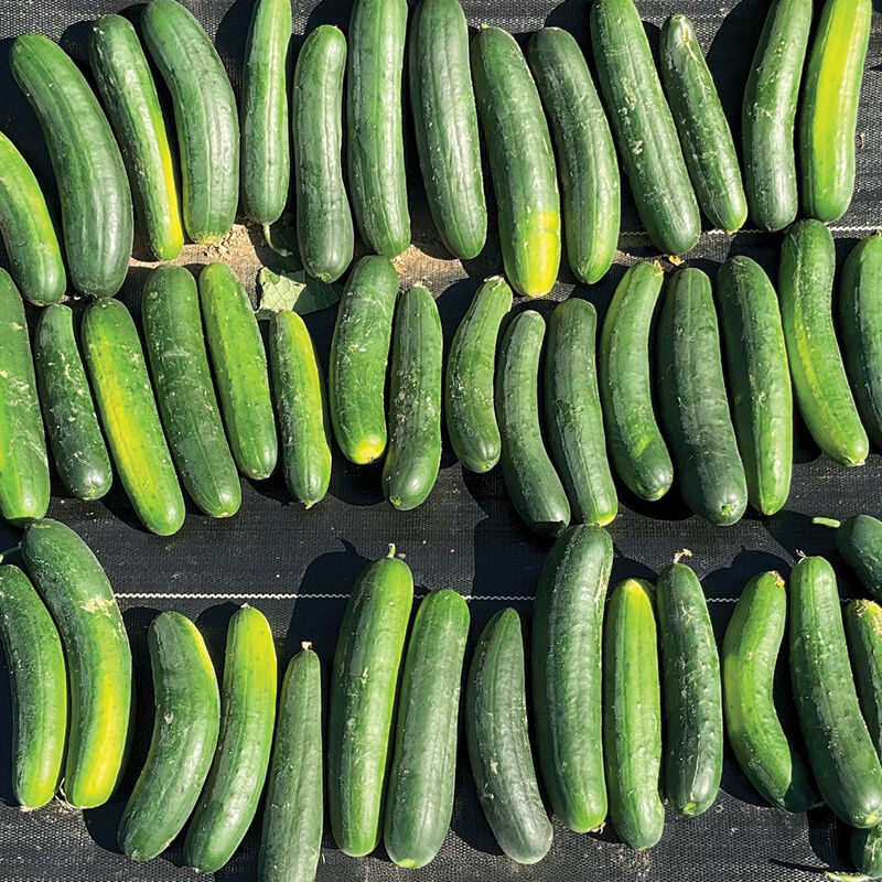 05248_01_samurai_cucumber