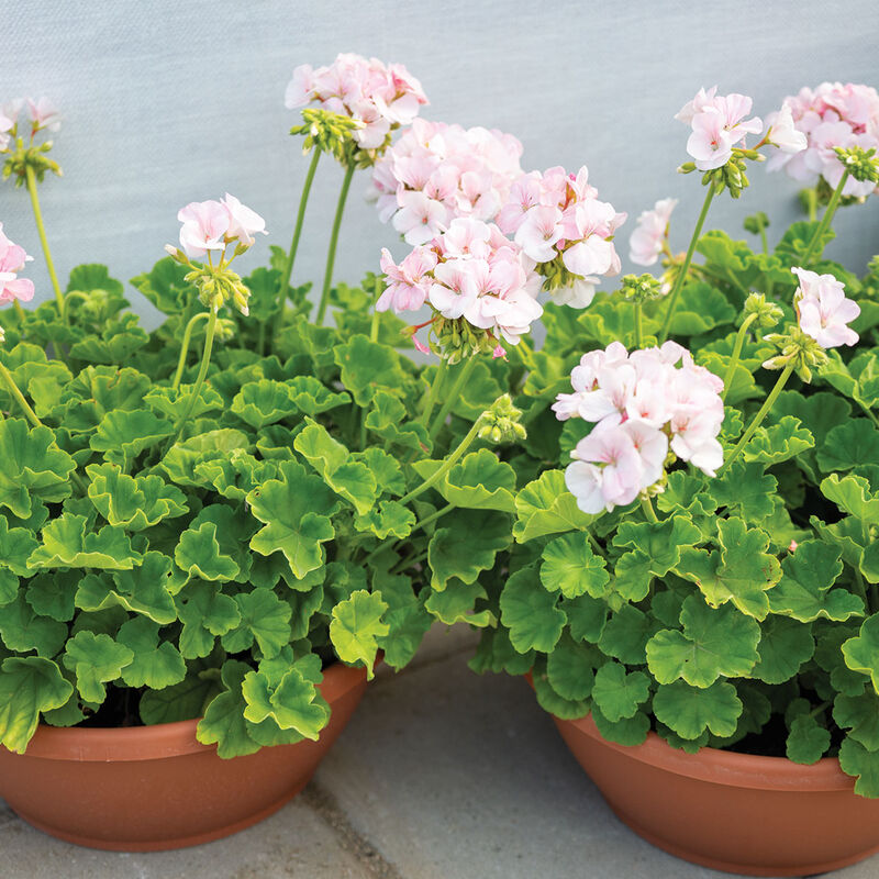 05256_01_maverick_appleblossom_geranium